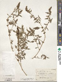 Amaranthus deflexus image