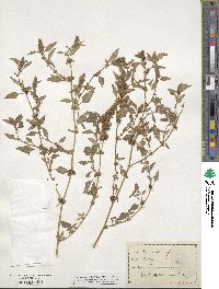 Amaranthus deflexus image