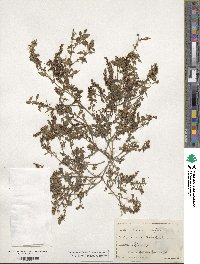 Amaranthus deflexus image