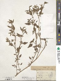 Amaranthus deflexus image