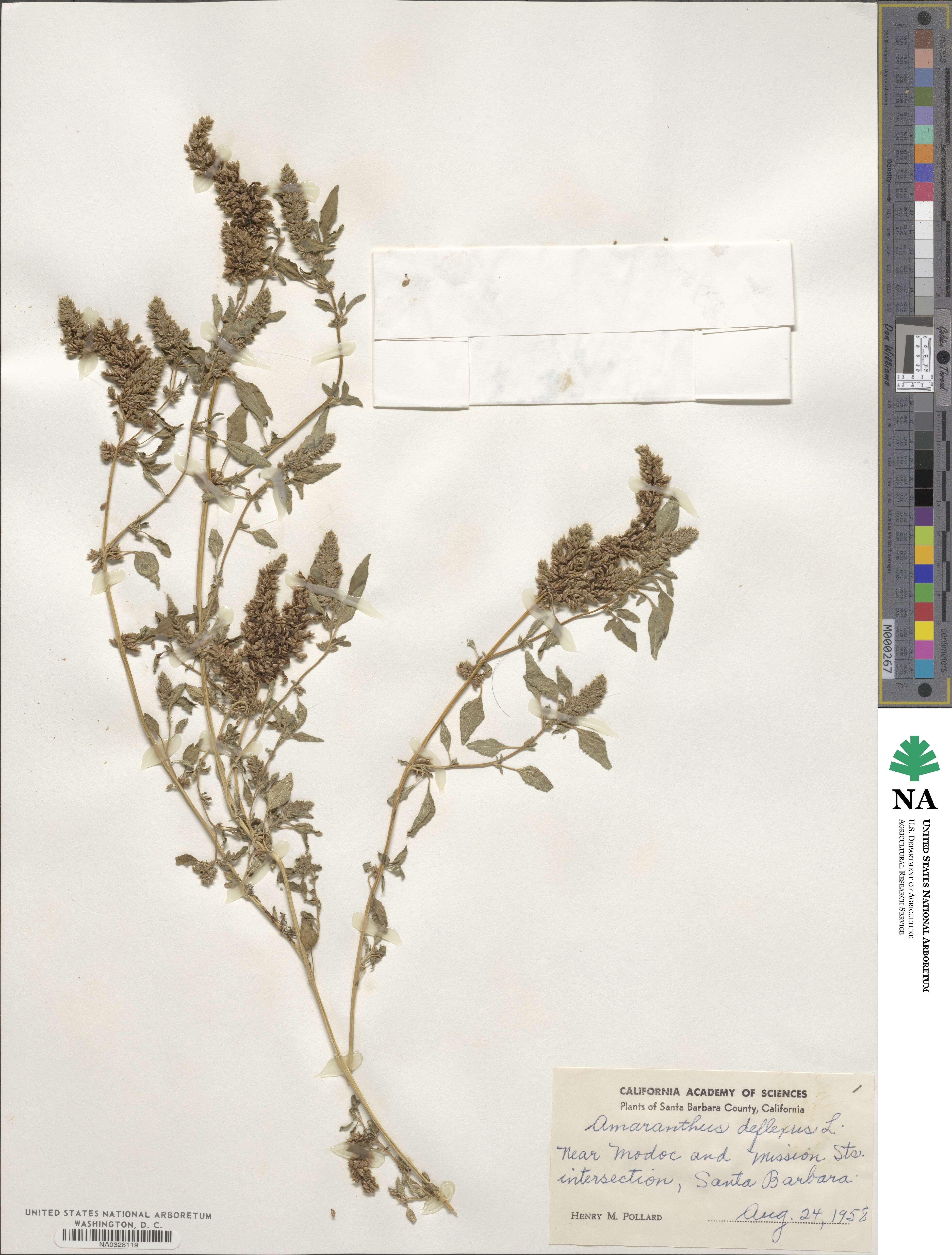 Amaranthus deflexus image