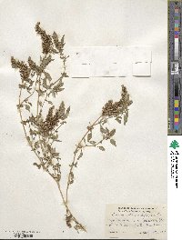 Amaranthus deflexus image