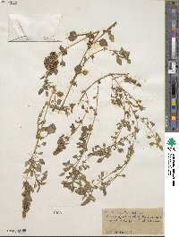 Amaranthus deflexus image