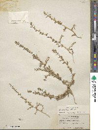 Amaranthus albus image