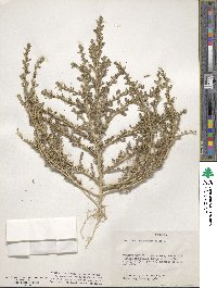 Amaranthus albus image