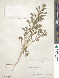 Amaranthus albus image