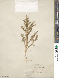 Amaranthus albus image