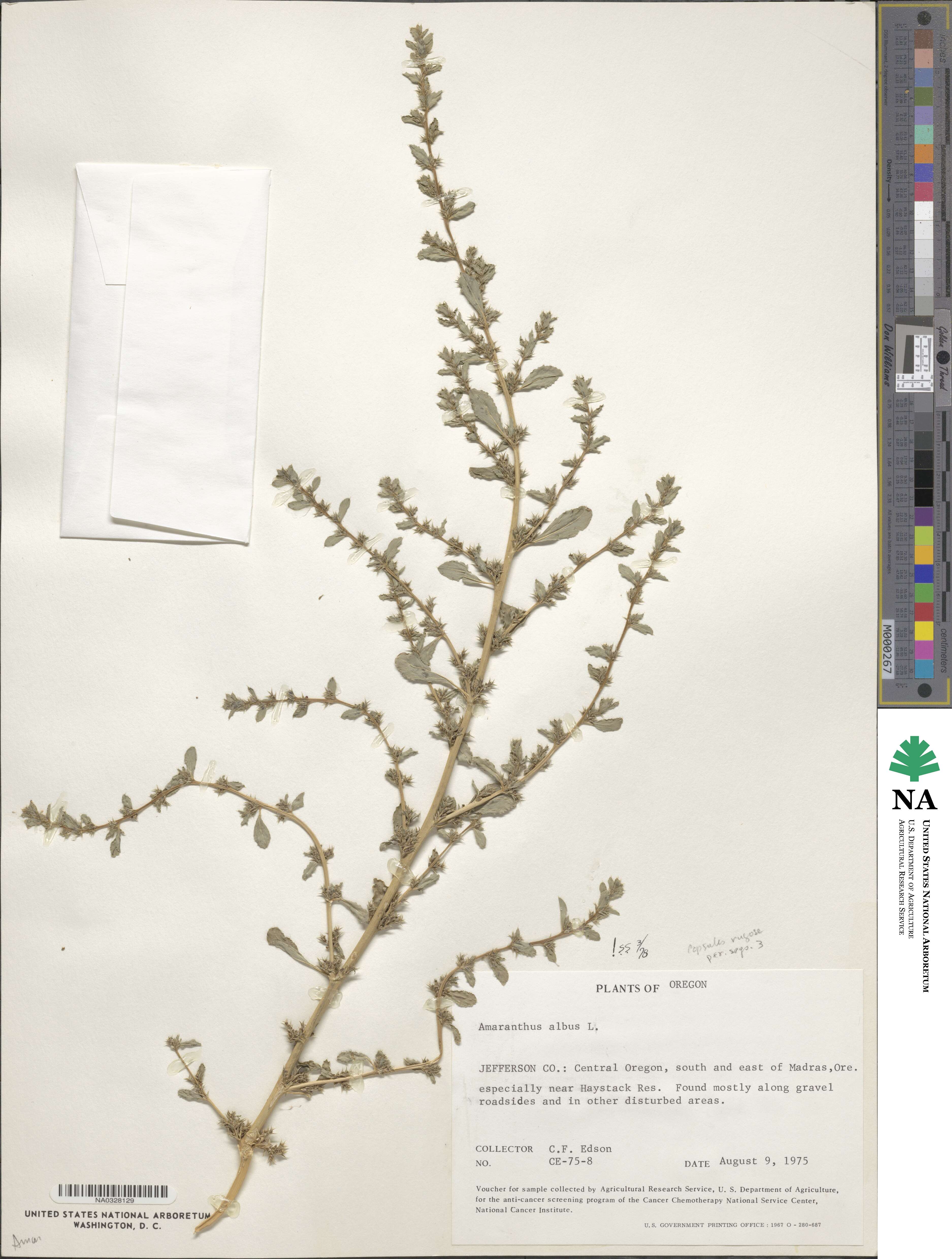 Amaranthus albus image