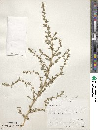 Amaranthus albus image