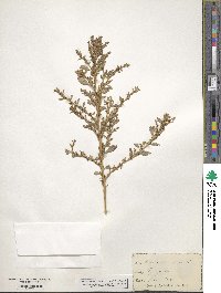 Amaranthus albus image