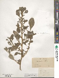 Amaranthus albus image