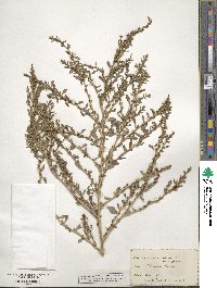 Amaranthus albus image