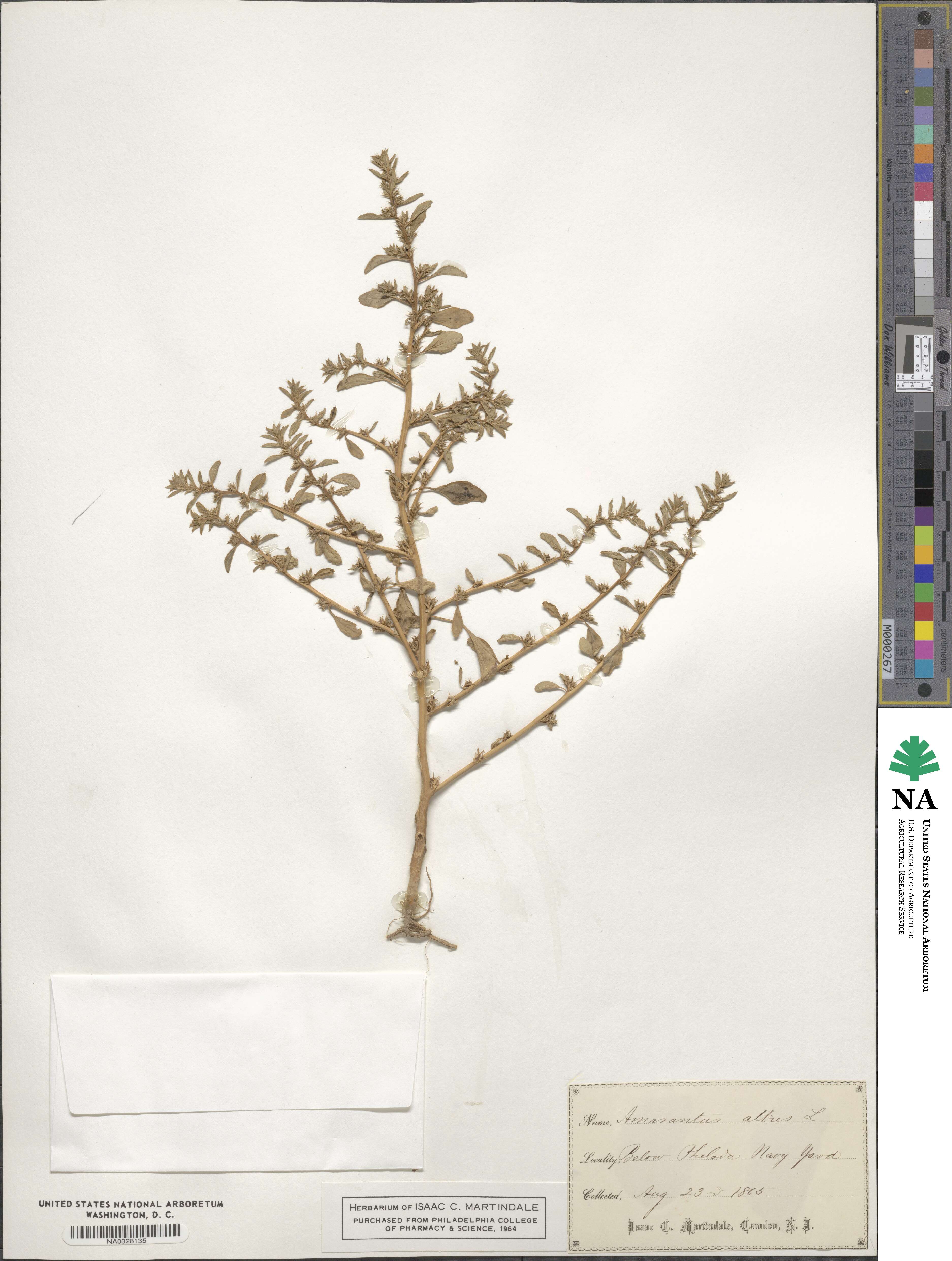 Amaranthus albus image