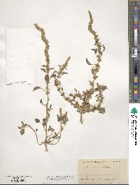 Amaranthus albus image