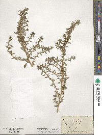 Amaranthus albus image