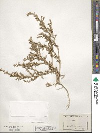 Amaranthus albus image