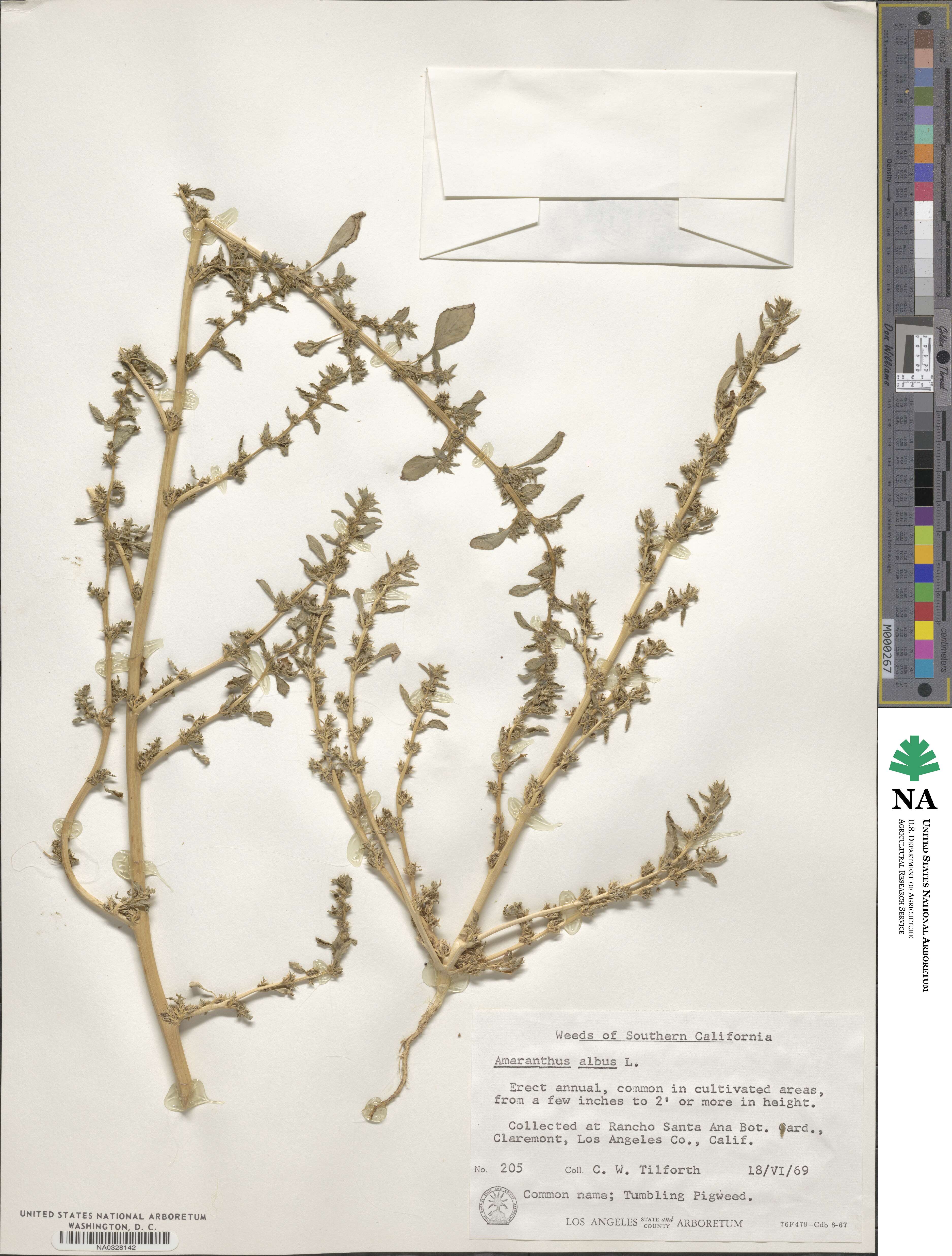 Amaranthus albus image