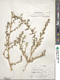 Amaranthus albus image