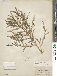 Amaranthus albus image