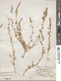 Amaranthus albus image