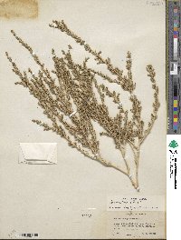 Amaranthus albus image