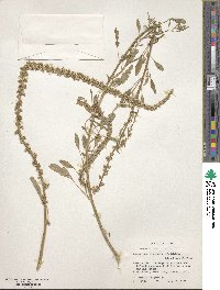 Amaranthus arenicola image