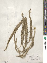 Amaranthus arenicola image