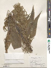 Amaranthus australis image