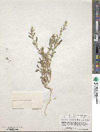 Amaranthus polygonoides image