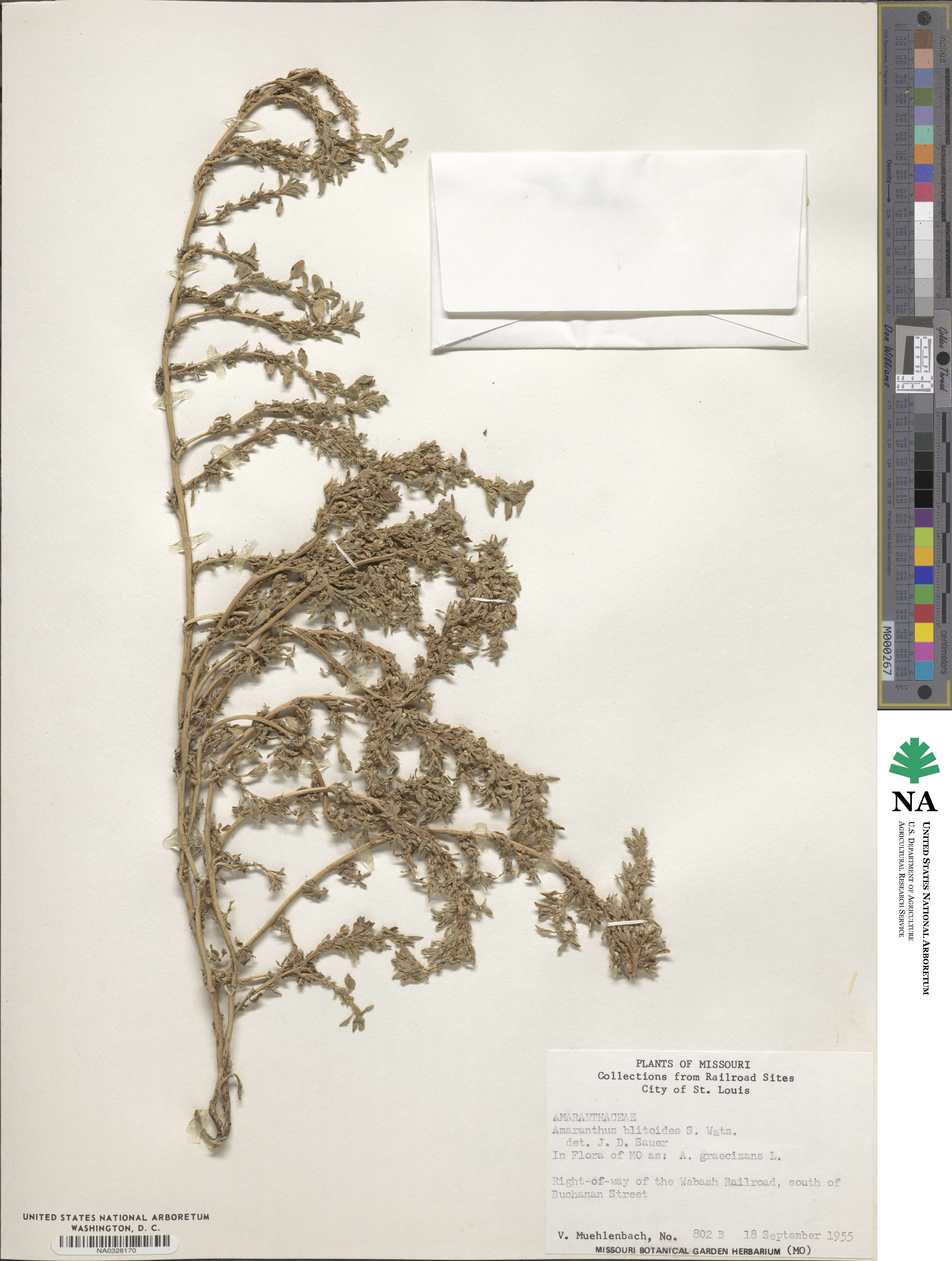 Amaranthus blitoides image