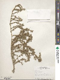 Amaranthus blitoides image