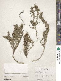 Amaranthus blitoides image