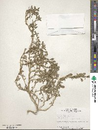 Amaranthus blitoides image