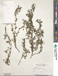 Amaranthus blitoides image