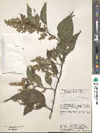 Chamissoa altissima image