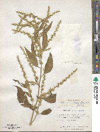 Chamissoa altissima image