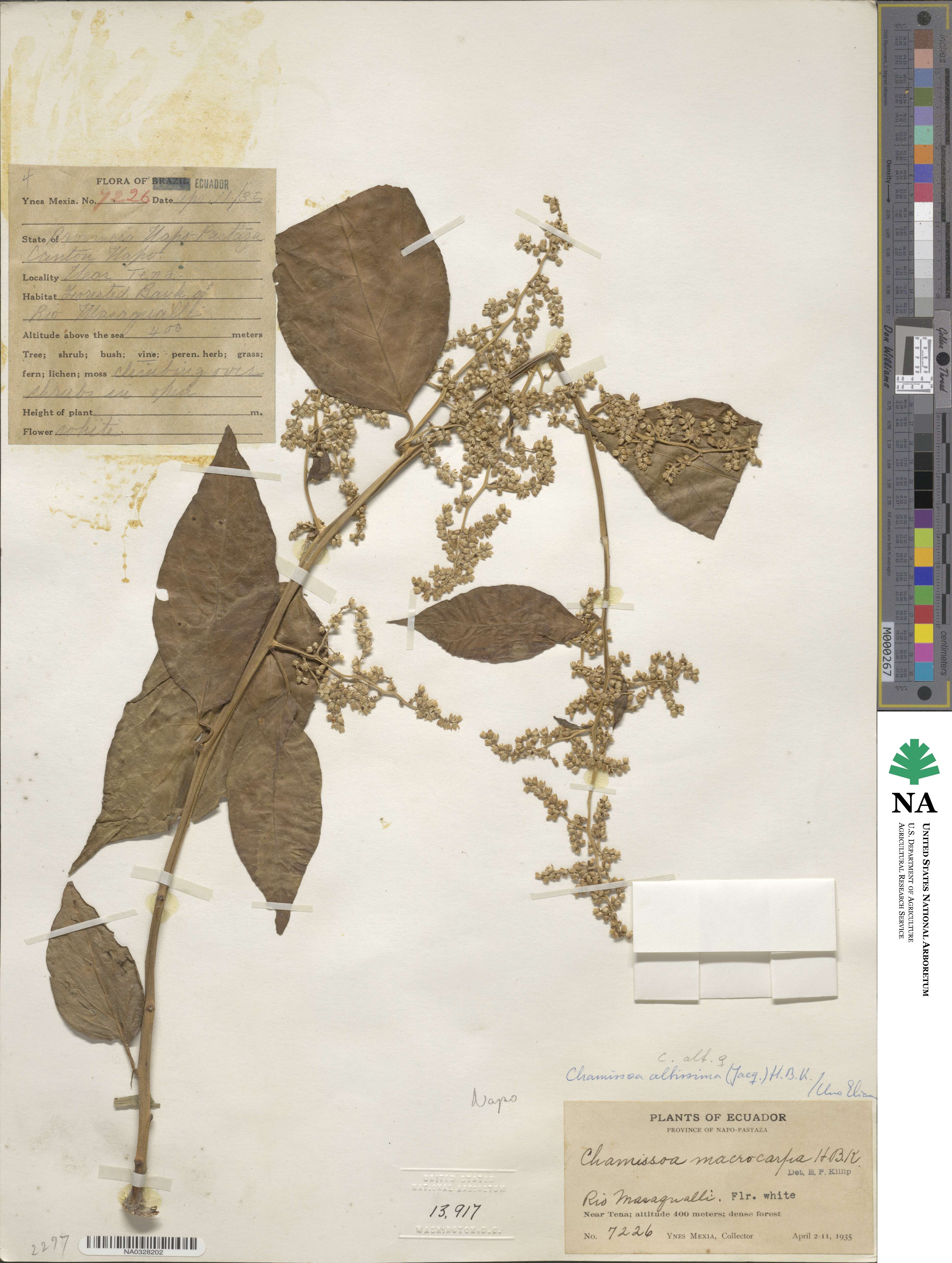 Chamissoa altissima image