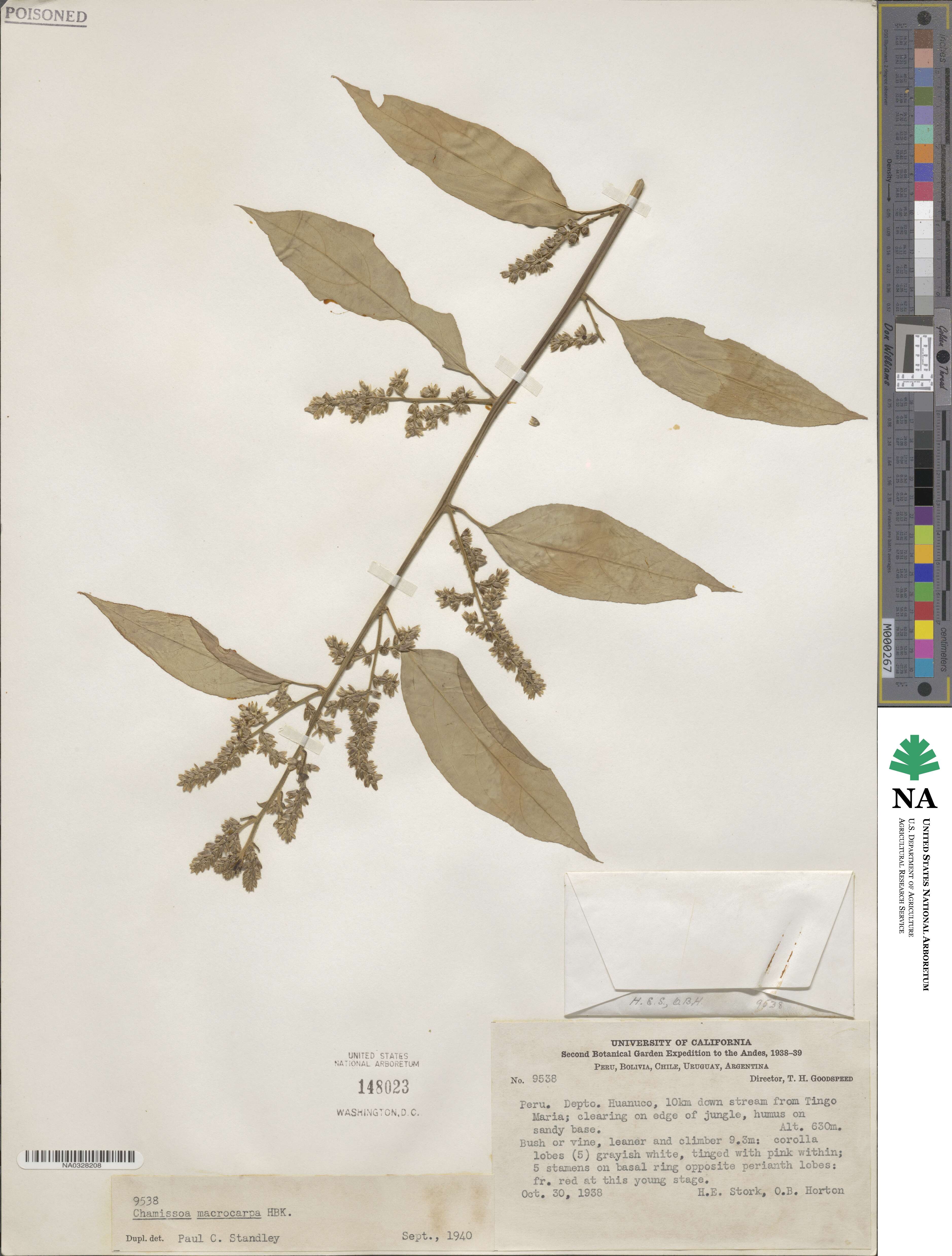 Chamissoa altissima image