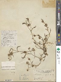 Allmania nodiflora image