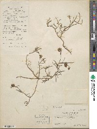 Allmania nodiflora image