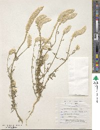 Hermbstaedtia odorata image