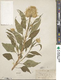 Celosia argentea image