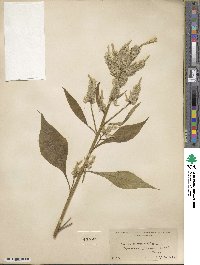 Celosia argentea image