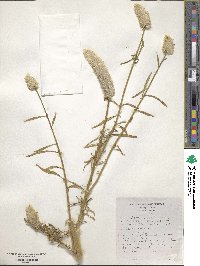 Celosia argentea image