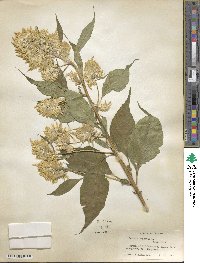 Celosia argentea image