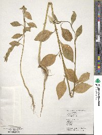 Celosia argentea image