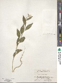 Celosia argentea image