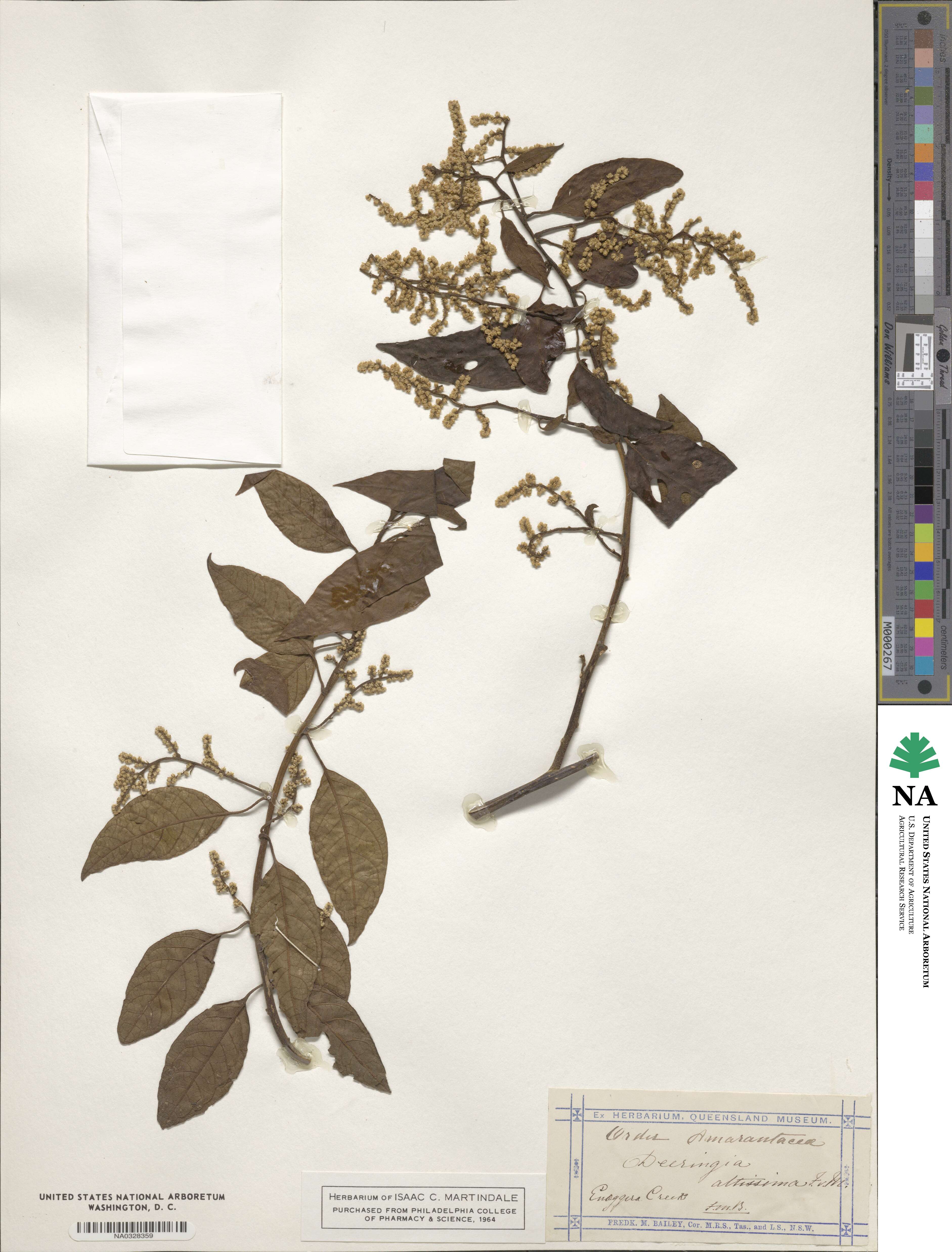 Deeringia arborescens image