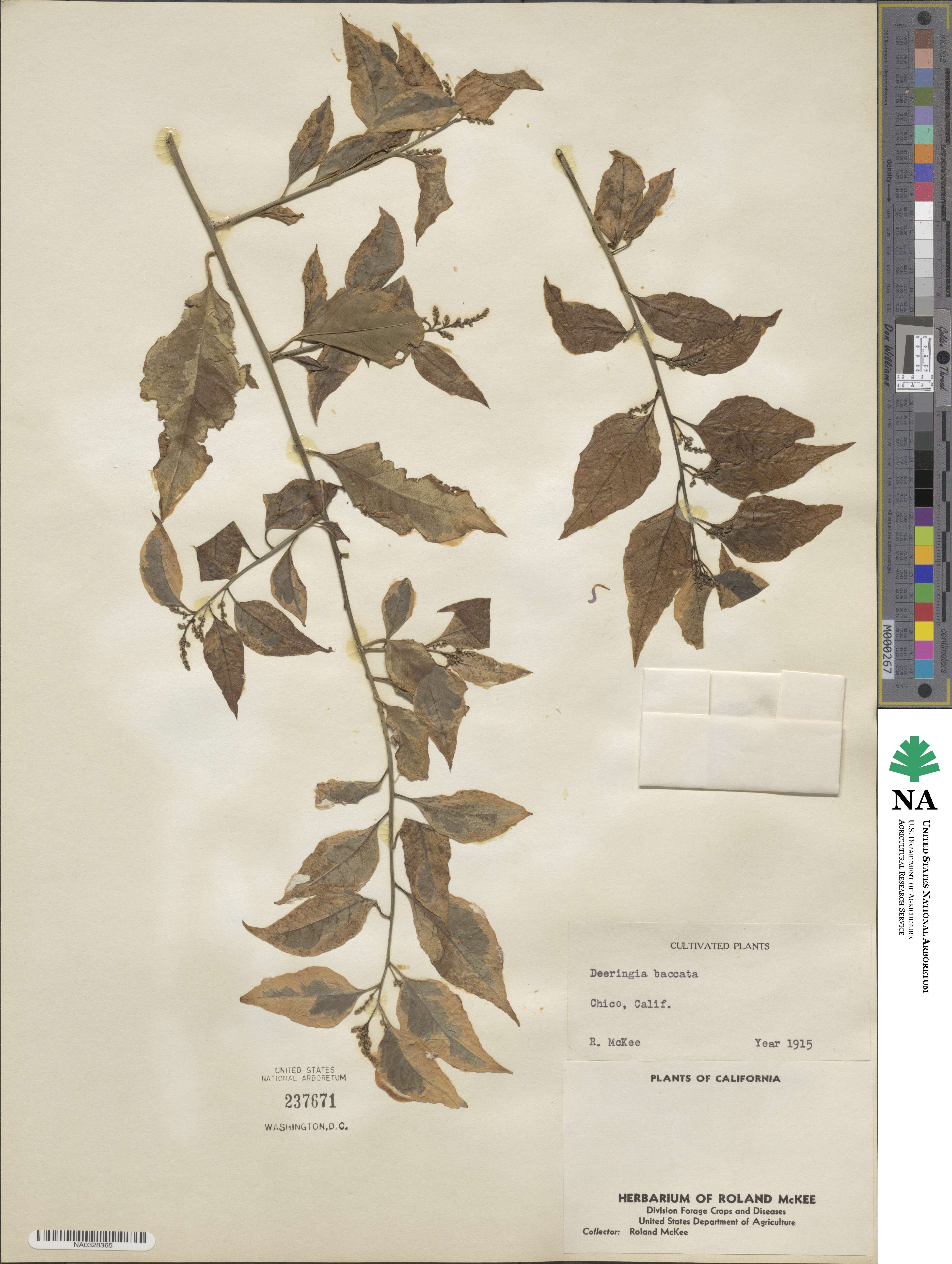 Deeringia amaranthoides image