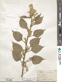 Celosia cristata image